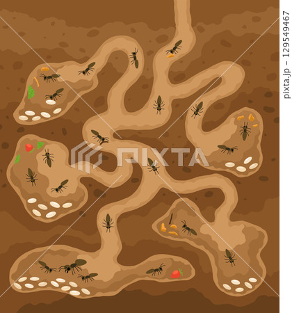 An anthill. Ants in burrows and passages underground with queen uterus, larvae, make stocks, a slice of the earth of the anthill. Vector drawn illustration. 129549467