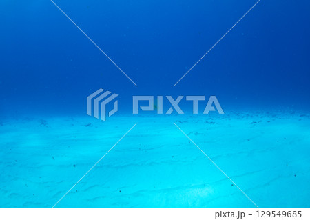 ミナミイカナゴの群れ 小笠原 ミナミイカナゴの群れ 小笠原 129549685