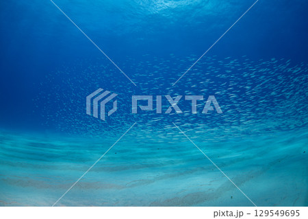 ミナミイカナゴの群れ 小笠原 ミナミイカナゴの群れ 小笠原 129549695