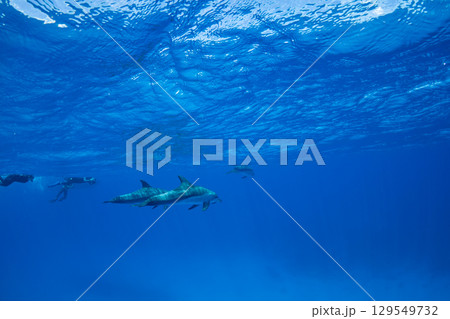 ミナミハンドウイルカ　小笠原 129549732