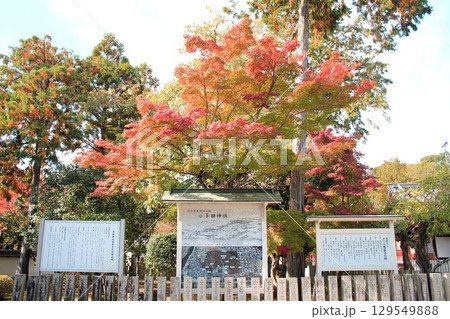多田神社紅葉 多田神社紅葉 129549888