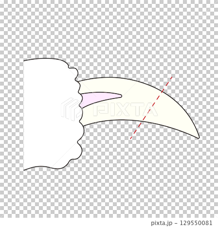 猫の爪切り箇所のイラスト 猫の爪切り箇所のイラスト 129550081