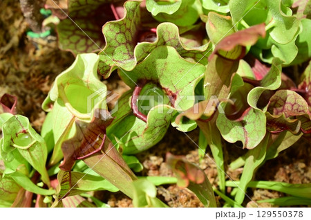 サラセニア（ツツジ目）サラセニア科 129550378