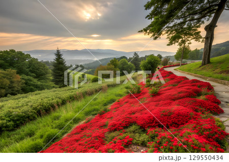 red poppies on a meadow in sunset 129550434