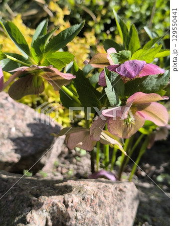 Flowering bush with delicate drooping flowers in low Helleborus in the garden. 129550441