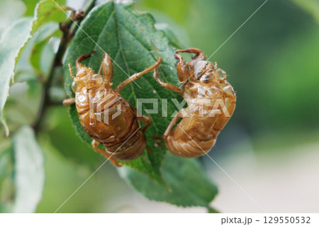 セミの抜け殻 129550532