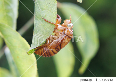 セミの抜け殻 129550548