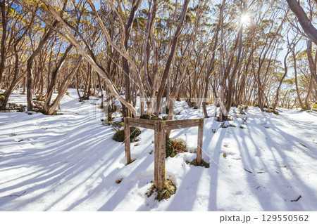 Mt St Phillack in Baw Baw Australia Mt St Phillack in Baw Baw Australia 129550562