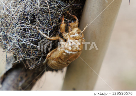 セミの抜け殻 129550576