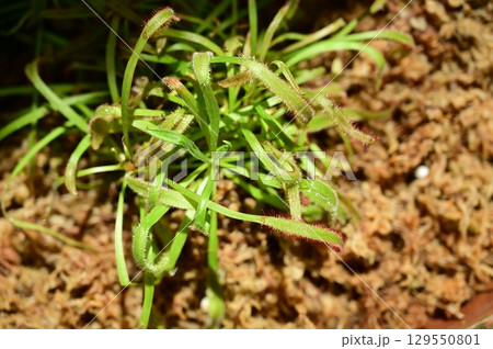 モウセンゴケ 食虫植物の一種 モウセンゴケ 食虫植物の一種 129550801