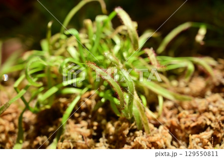 モウセンゴケ　食虫植物の一種 129550811