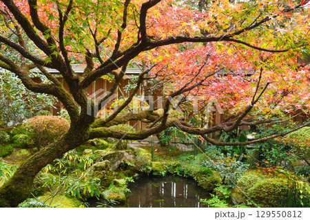 大原　宝泉院　美しい庭園（京都府京都市左京区） 129550812