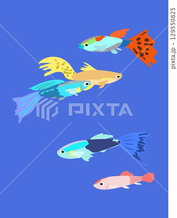 色々なグッピーのイラスト 129550825