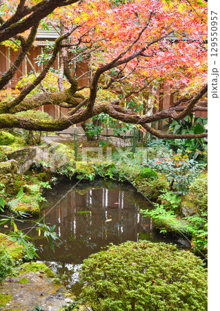 大原　宝泉院　美しい庭園（京都府京都市左京区） 129550957