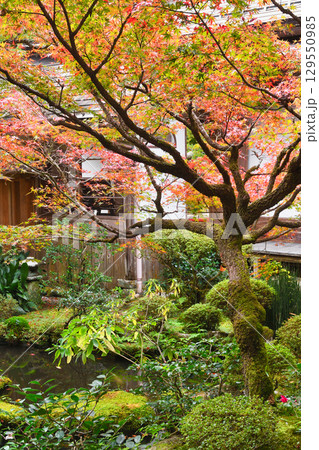 大原 宝泉院 美しい庭園(京都府京都市左京区) 大原 宝泉院 美しい庭園(京都府京都市左京区) 129550985