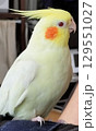 放鳥中のオカメインコ 129551027