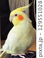 放鳥中のオカメインコ 129551028