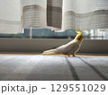 放鳥中のオカメインコ 129551029