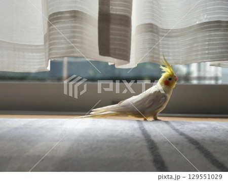 放鳥中のオカメインコ 放鳥中のオカメインコ 129551029