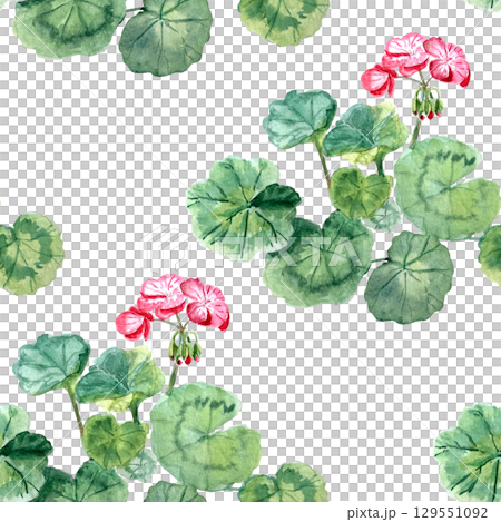 Geranium plant with rounded leaves, pink...のイラスト素材 [129551092] - PIXTA