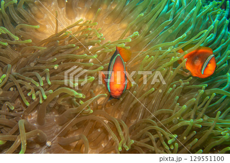 A closeup shot of a Clownfish or Anemonefish peaking out from its host anemone 129551100
