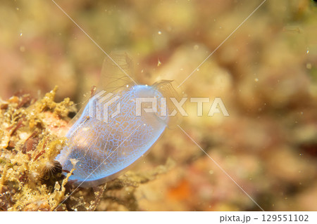 Super macro of a blue sea squirt, also known as a tunicate or ascidian at a Puerto Galera coral reef Super macro of a blue sea squirt, also known as a tunicate or ascidian at a Puerto Galera coral reef 129551102
