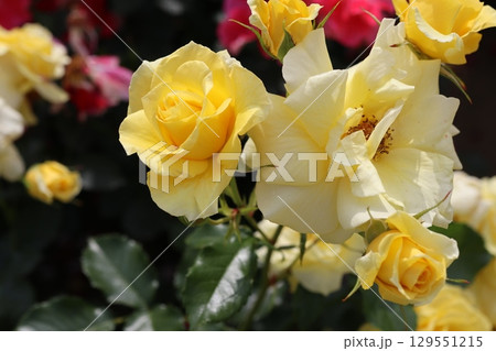バラ園にて黄色い薔薇を撮りました 129551215