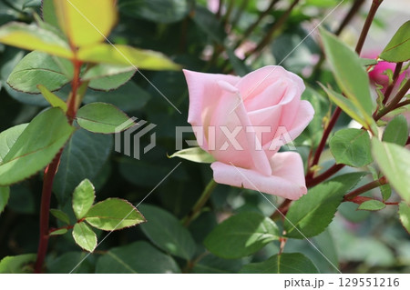 バラ園で咲いたピンクの薔薇を撮りました 129551216