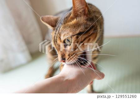 戯れる猫(ベンガルキャット) 戯れる猫(ベンガルキャット) 129551260