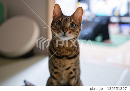 見つめる猫（ベンガルキャット） 129551297