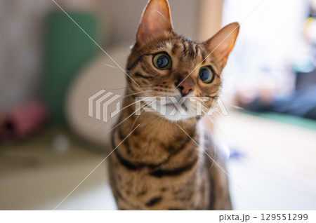 見つめる猫（ベンガルキャット） 129551299