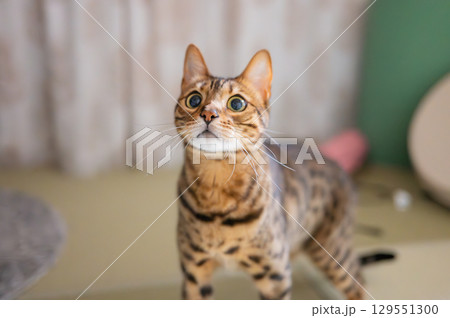見つめる猫（ベンガルキャット） 129551300