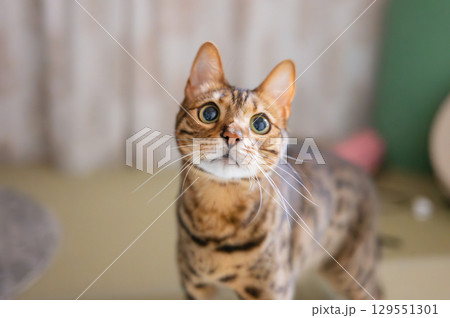 見つめる猫(ベンガルキャット) 見つめる猫(ベンガルキャット) 129551301