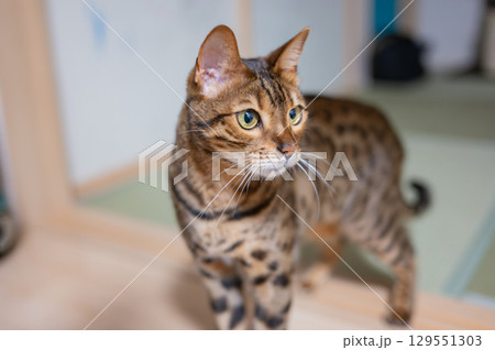 見つめる猫(ベンガルキャット) 見つめる猫(ベンガルキャット) 129551303