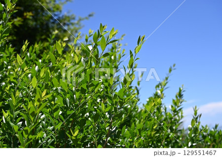 マートル(フトモモ科)ギンバイカ属の葉 マートル(フトモモ科)ギンバイカ属の葉 129551467