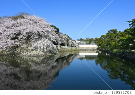 桜咲く近江彦根城の外堀から望む国宝天守 129551708