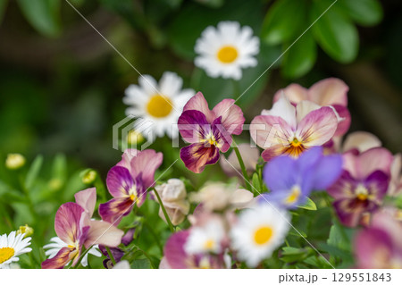春をカラフルに彩るビオラの花 129551843