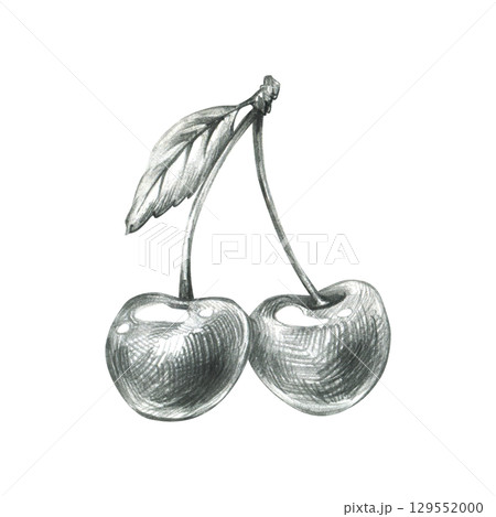 Two cherries hanging from stem in elegant realistic style, hand drawn line art illustration with grey graphite pencil, perfect for kitchen wall art, packaging and fruit pattern design. Two cherries hanging from stem in elegant realistic style, hand drawn line art illustration with grey graphite pencil, perfect for kitchen wall art, packaging and fruit pattern design. 129552000