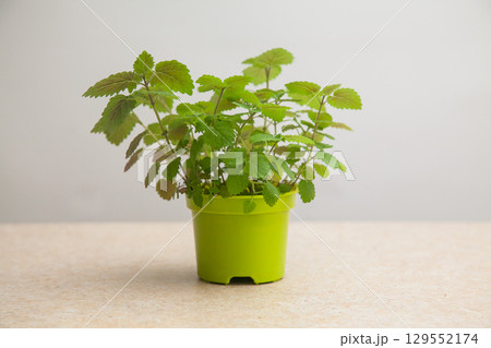 Lemon Balm. Melissa grown from seeds in a green pot 129552174