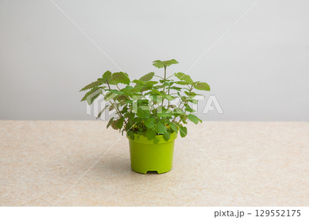 Lemon Balm. Melissa grown from seeds in a green pot 129552175