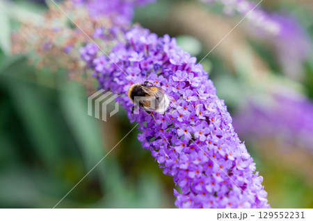 A close-up view of a large fluffy bumblebee diligently collecting nectar from numerous small purple florets on a long Buddleja flower spike, vital for garden ecosystem health 129552231