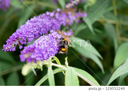A fluffy bumblebee diligently gathers nectar from the vibrant purple blossoms of a buddleia flower, symbolizing essential pollination process in nature's ecosystem 129552240