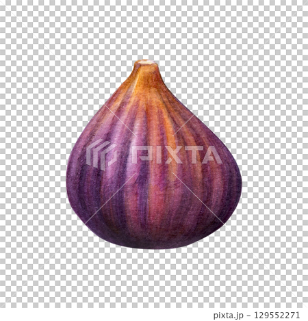 Fig watercolor. Purple subtropical plant hand-painted on a white background. Good for postcards,recipes, menu, invitations, greeting cards Fig watercolor. Purple subtropical plant hand-painted on a white background. Good for postcards,recipes, menu, invitations, greeting cards 129552271