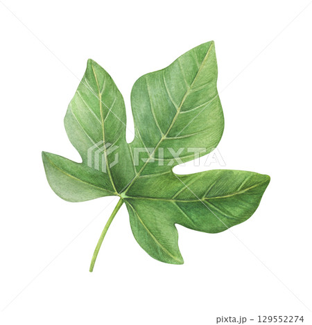 Watercolor fig leaf on a white background. Good for postcards,recipes, menu, invitations, greeting cards 129552274