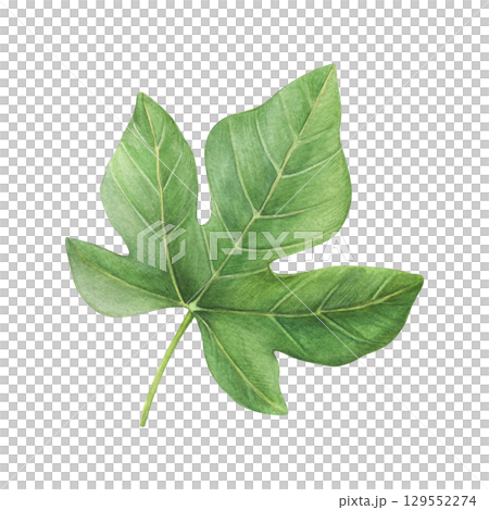 Watercolor fig leaf on a white background. Good for postcards,recipes, menu, invitations, greeting cards 129552274