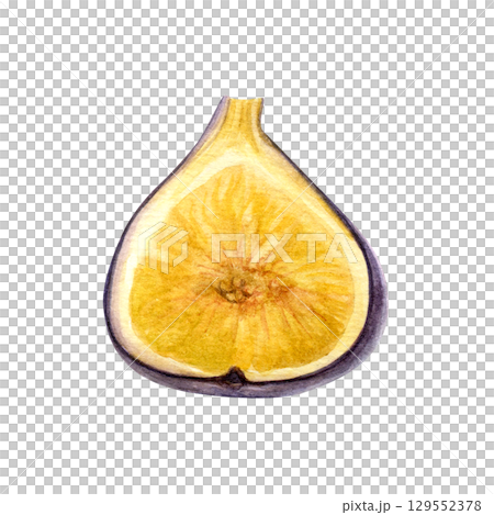 Watercolor half of fig isolated on a white background. Good for postcards,recipes, menu, invitations, greeting cards. Watercolor half of fig isolated on a white background. Good for postcards,recipes, menu, invitations, greeting cards. 129552378