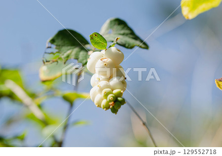 Cluster of White Berries on Branch, Snowberry Symphoricarpos albus Cluster of White Berries on Branch, Snowberry Symphoricarpos albus 129552718