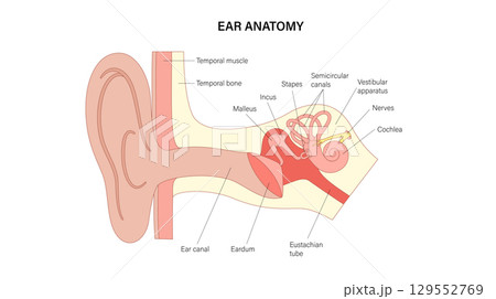 Human ear exam Human ear exam 129552769