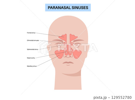 Paranasal sinus poster Paranasal sinus poster 129552780
