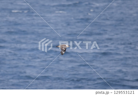 洋上を飛ぶオオトウゾクカモメ 洋上を飛ぶオオトウゾクカモメ 129553121